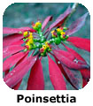 Etiopia Poinsettia